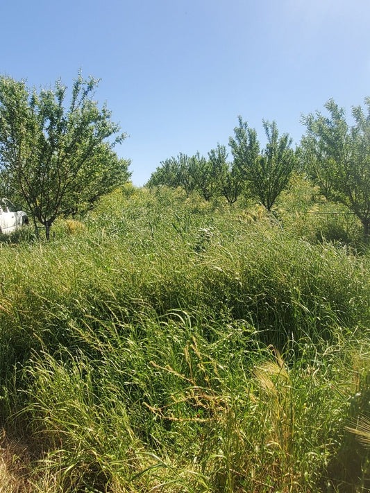 Regenerative and Organic Raw Walnuts 1.7# Bag