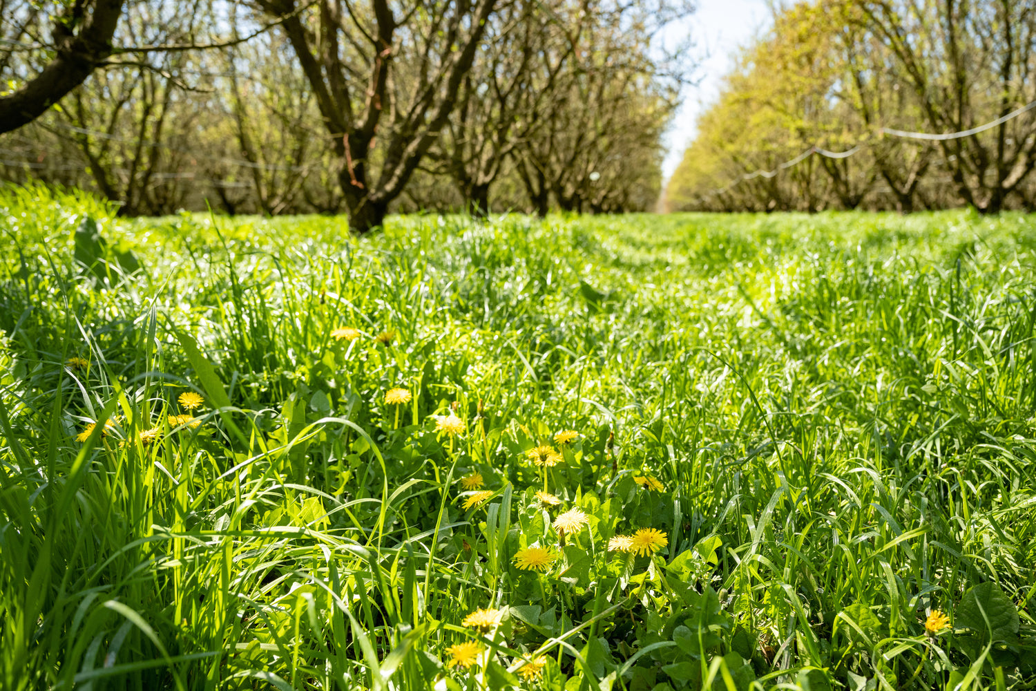 Photo of a grassy field and trees