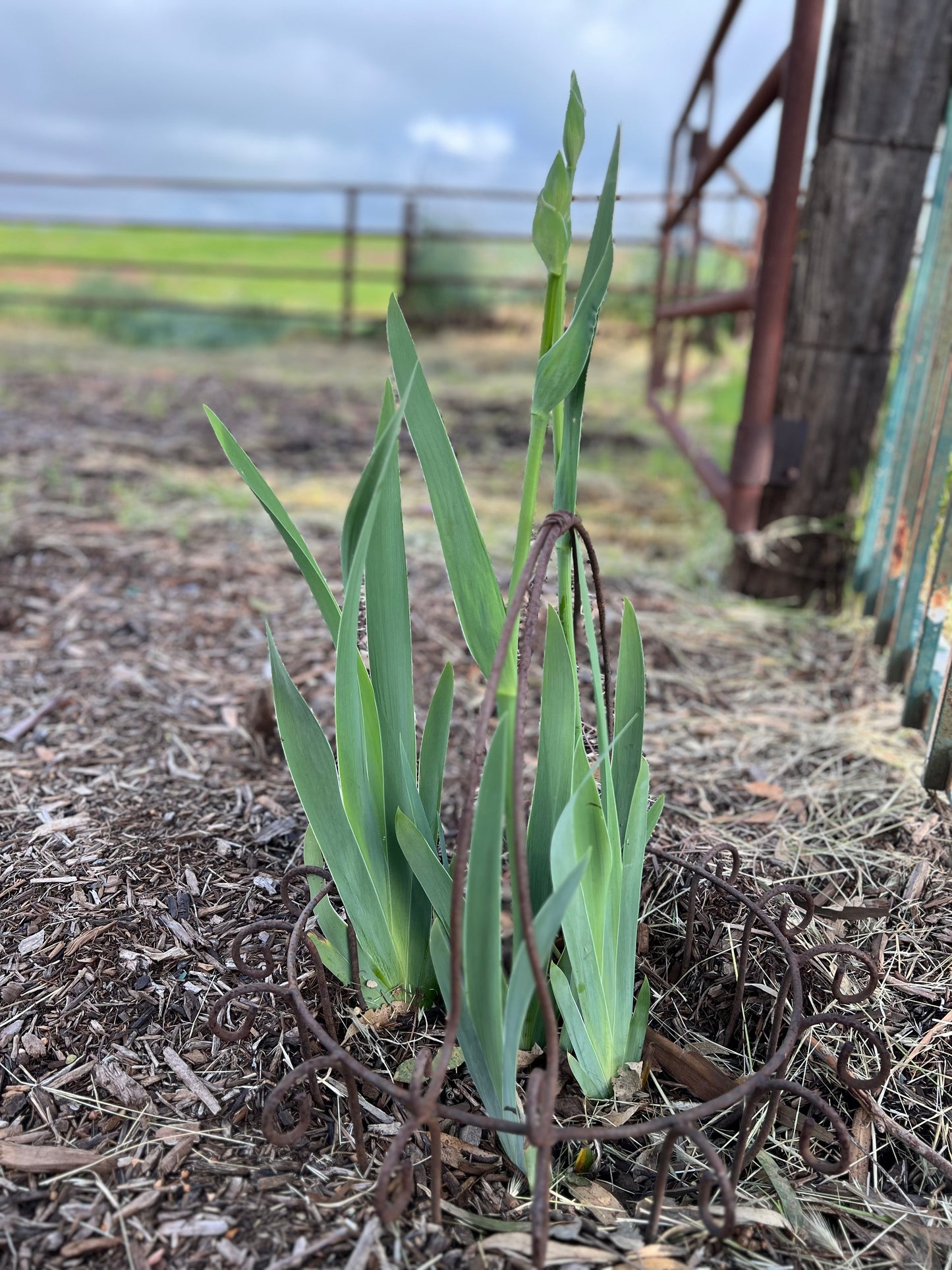 Sponsor a Bulb