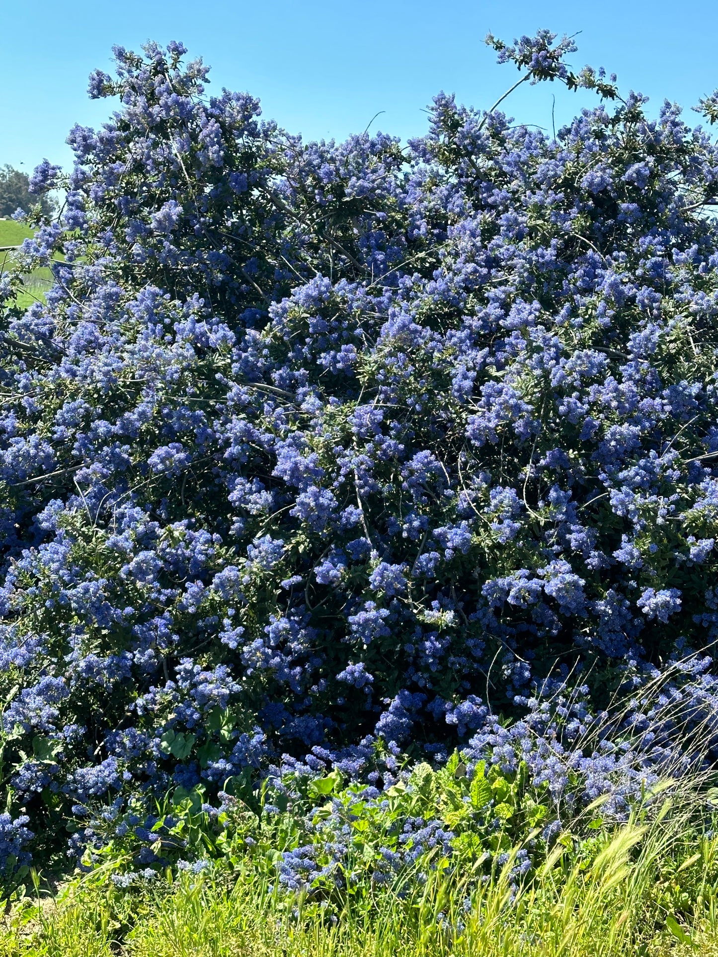 Sponsor a Shrub