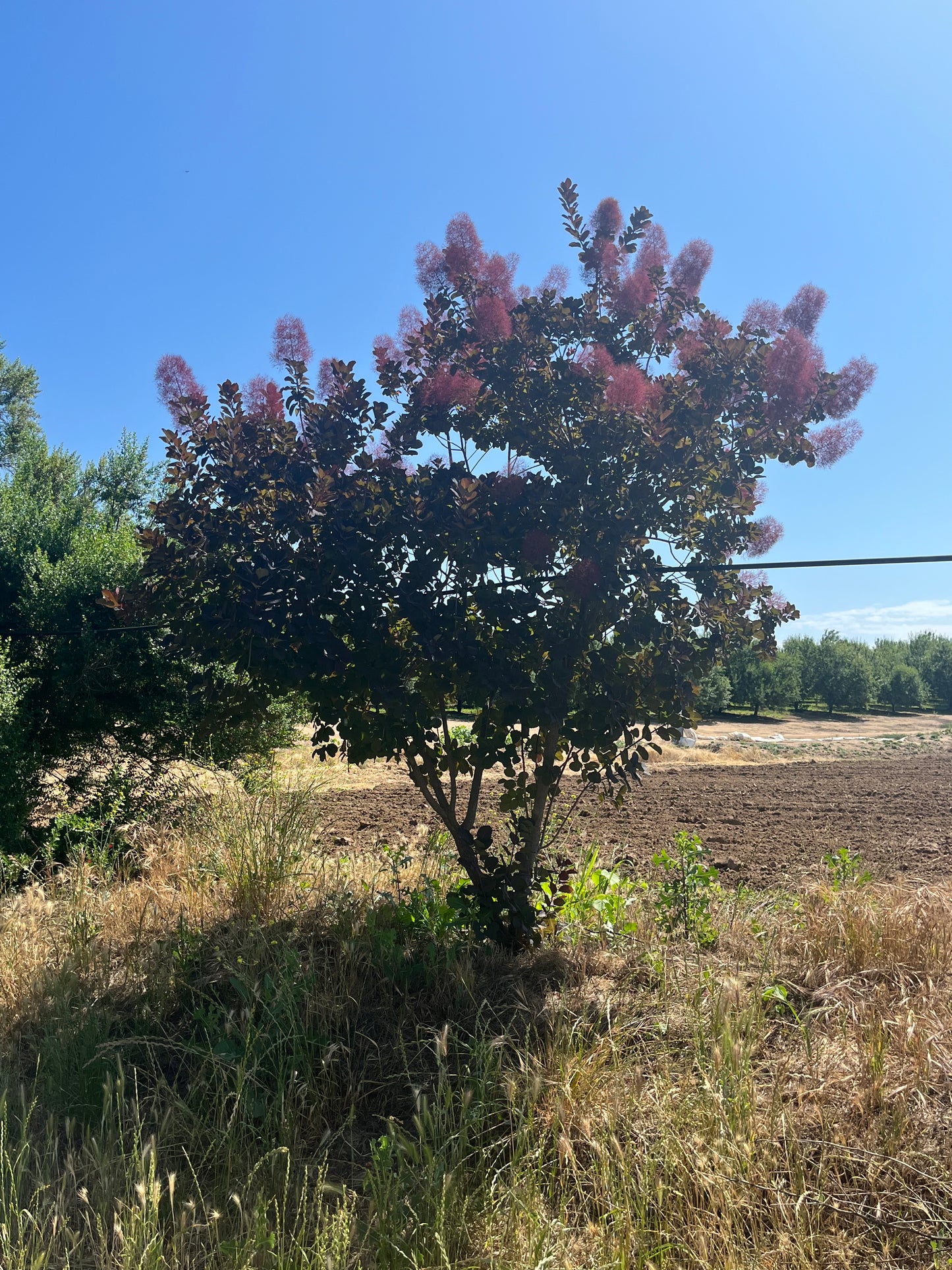 Sponsor a Tree