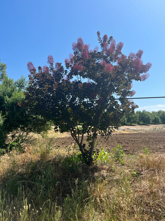 Sponsor a Tree