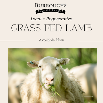 Grass fed lamb graphic showing a sheep grazing in the pasture