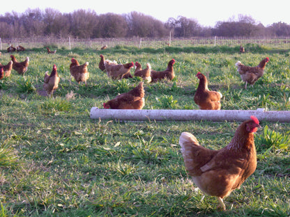 Hens ranging on green pasture
