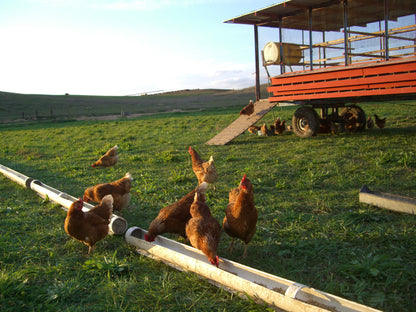 Hens on pasture beside a mobile coop