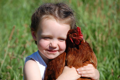 A child holding a hen in the pasture