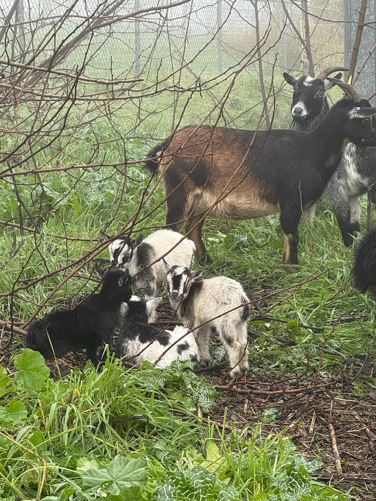 see the animals