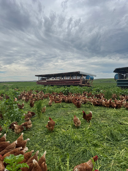 A flock of hens on pasture beside a mobile coop under a cloudy sky