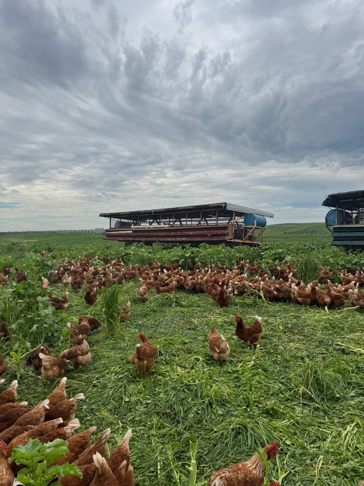 Hens on pasture