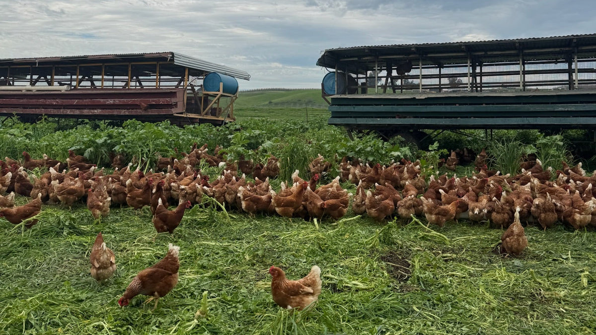 Eggs that help regenerate the land