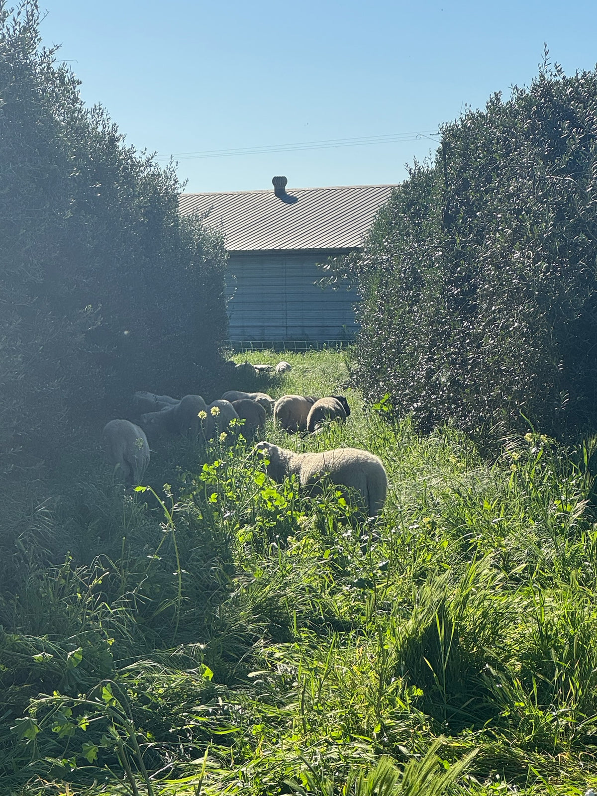 Sheep on the cover crop