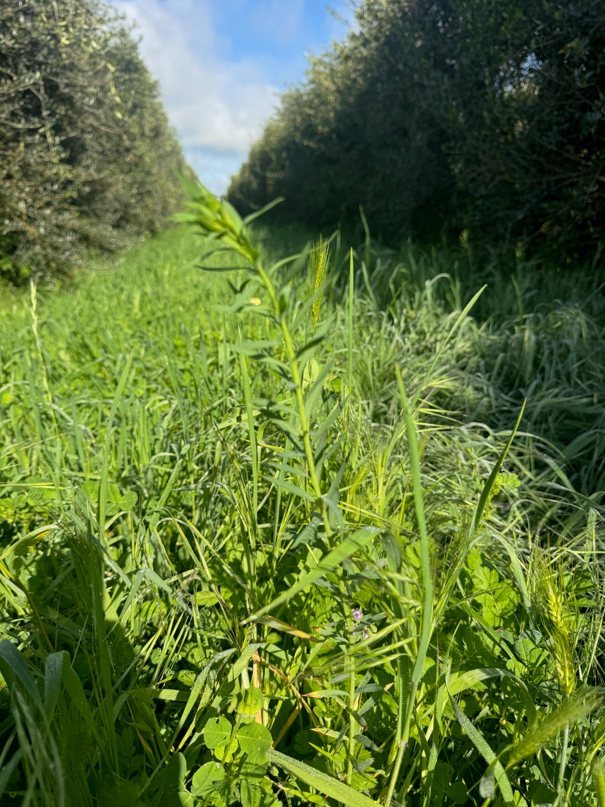 Cover crops between the rows
