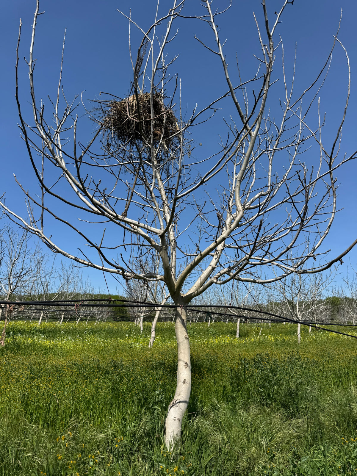 Owl boxes